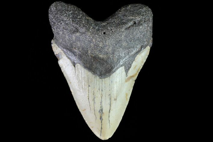 Fossil Megalodon Tooth - North Carolina #80842